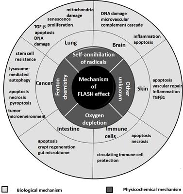 Mechanisms of FLASH effect